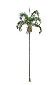 Palm tree Stock Photos
