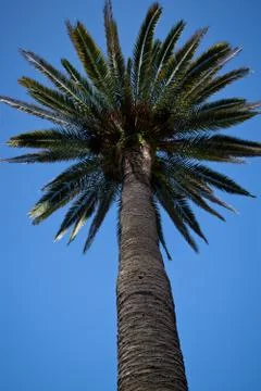 Palm tree Foto stock