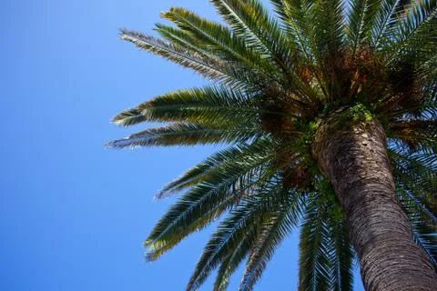 Palm tree Stock Photos
