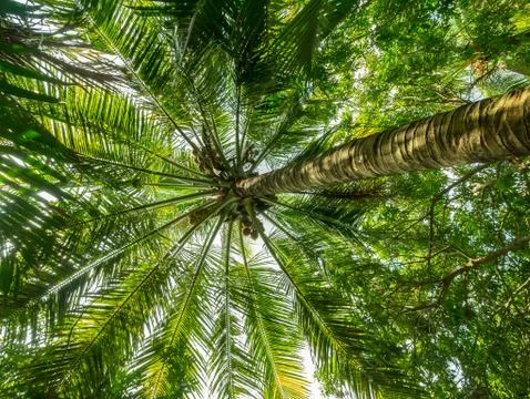 Palm Tree Stock Photos