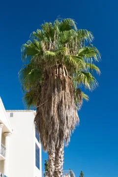 Palm tree Stock Photos