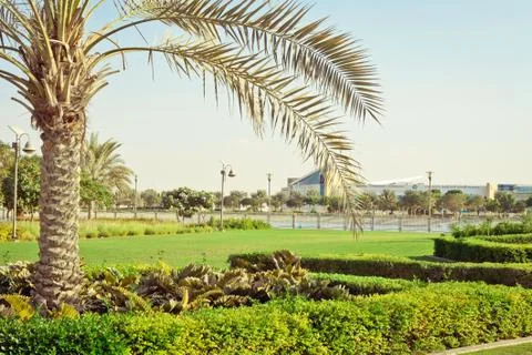 Palm tree Stock Photos