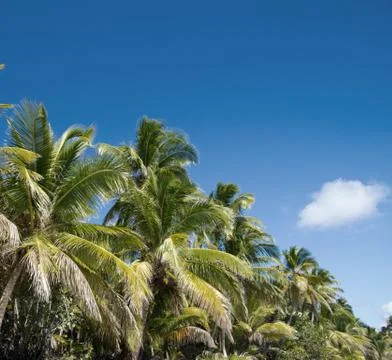 Palm tree Stock Photos