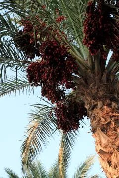 Palm tree Stock Photos