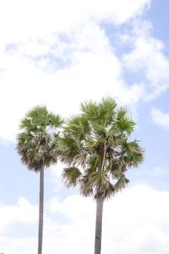 Palm tree Stock Photos