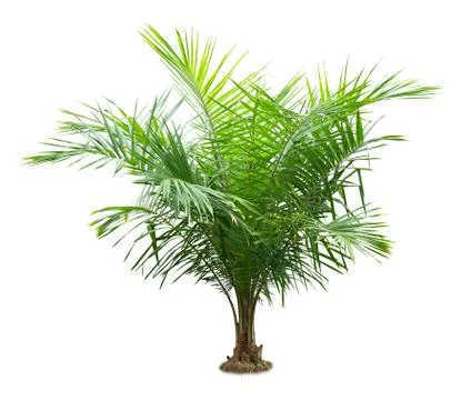 Palm tree Stock Photos