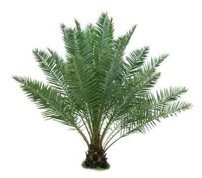 Palm tree Foto stock