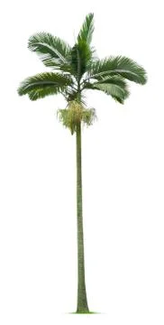 Palm tree Stock Photos