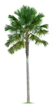 Palm tree Stock Photos