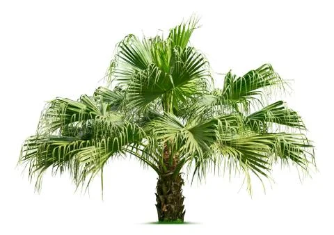 Palm tree Stock Photos