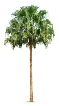 Palm tree Stock Photos