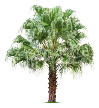 Palm tree Stock Photos
