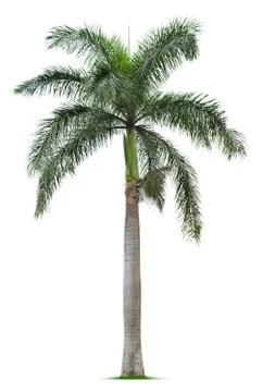 Palm tree Stock Photos