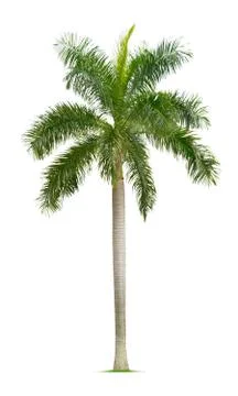 Palm tree Stock Photos