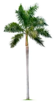 Palm tree Stock Photos