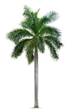Palm tree Stock Photos