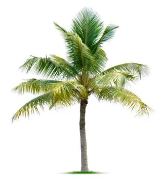 Palm tree Stock Photos