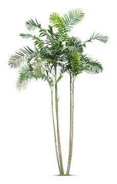 Palm tree Stock Photos