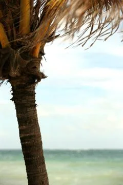 Palm tree Stock Photos