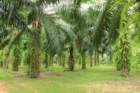 Palm tree Stock Photos