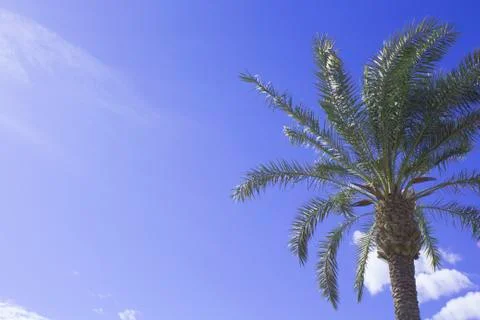 Palm tree Stock Photos