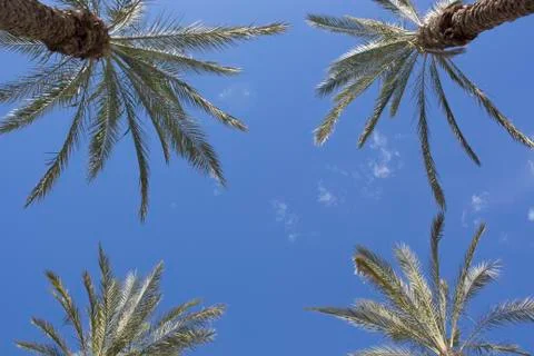 Palm tree Stock Photos