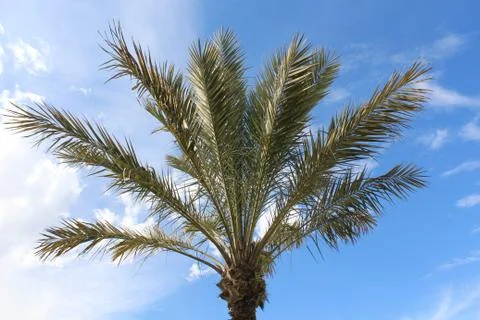 Palm tree Stock Photos