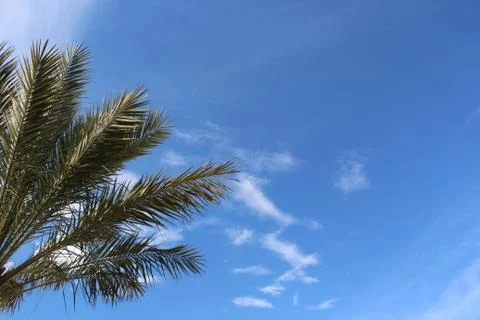 Palm tree Stock Photos