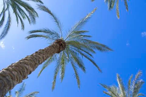 Palm tree Stock Photos
