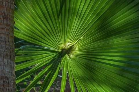 Palm Tree Stock Photos