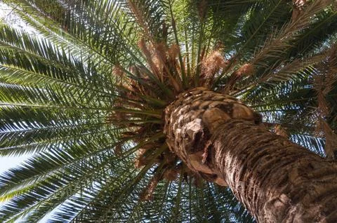 Palm Tree Stock Photos