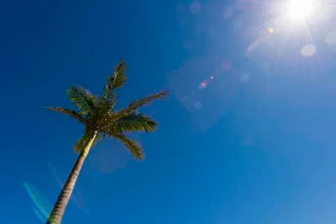 Palm tree Stock Photos