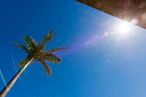 Palm tree Stock Photos