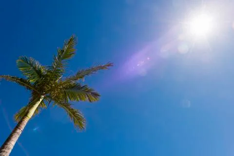 Palm tree Stock Photos