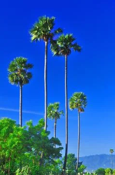 Palm Tree Stock Photos