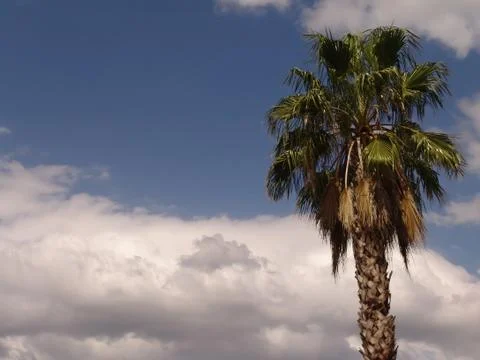 Palm tree Stock-Fotos