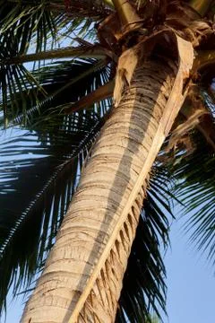 Palm Tree Stock Photos