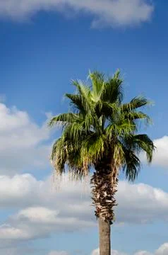 Palm tree Stock Photos