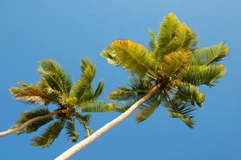 Palm tree Stock Photos