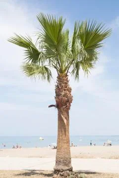 Palm tree Stock Photos