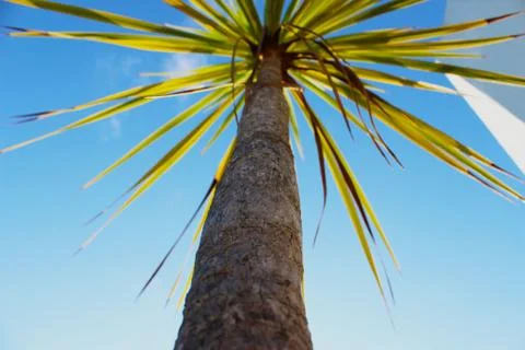 Palm Tree Фото