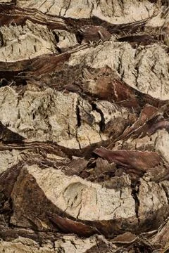 Palm tree Stock Photos