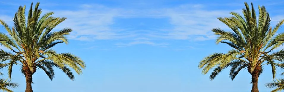 Palm tree Stock Photos