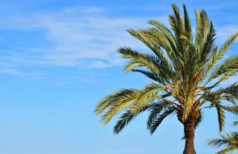 Palm tree Foto stock