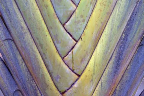 Palm Tree Stock Photos