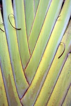 Palm Tree Stock Photos