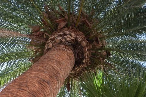 Palm Tree Stock Photos