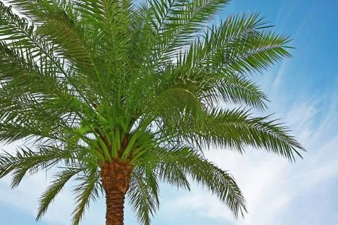 Palm tree Stock Photos