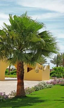 Palm tree Stock Photos