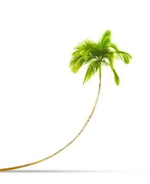 Palm tree Stock Photos